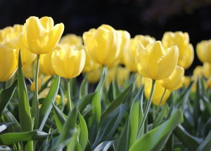 Horoskop na 14. týden (30. 3. 2020 - 12. 4. 2020)