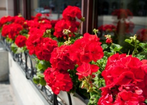 Pěstování muškátů: Jak se o ně starat, aby bohatě kvetly