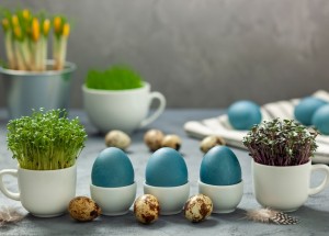 Velikonoční osení na poslední chvíli: Vysaďte řeřichu, hořčici nebo hrách