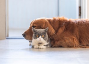 Hlídejte své domácí mazlíčky. Kočky si mohou koronavirus mezi sebou předávat