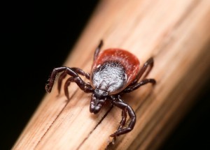 Klíšťata jsou opět aktivní. Odpuďte je účinnými domácími repelenty