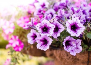 Pěstování petúnií: Jak se o ně starat, abyste na ně byla pyšná