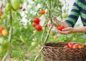 Sázení rajčat si musíte správně načasovat a dodržet při něm několik zásad. Jedině tak budete mít bohatou úrodu