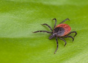 Jak se zbavit klíšťat na zahradě bez použití chemie: Mějte krátce zastřižený trávník a vytvořte nárazníkové plochy