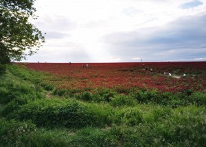 Lidé v Česku berou útokem pole s jetelem nachovým. Kvůli fotkám, které zveřejňují na sociálních sítích