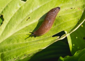 Jak se zbavit slimáků na zahradě bez užití chemie: Přemnožené plže každý den sbírejte