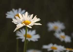 Horoskop na 23. týden (8. 6. 2020 - 14. 6. 2020)