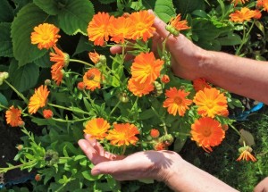 Měsíček lékařský je osvědčeným lékem našich babiček: Těšte se z jeho blahodárných účinků