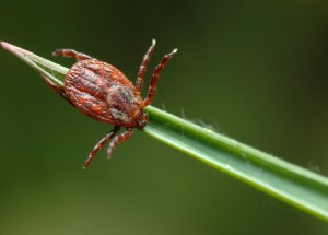 Nové druhy klíšťat potkáte i v Česku. Majitelé psů by si měli dát pozor hlavně na pijáka lužního