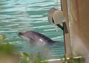 Zemřel nejznámější opuštěný delfín. V uzavřeném aquaparku žil sám dva roky