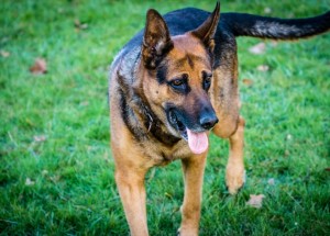 Psi odhalí čichem člověka nakaženého koronavirem. Mohli by sloužit jako doplňkové testování, tvrdí němečtí výzkumníci