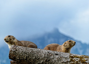 Kvůli dýmějovému moru izolovali v Číně dvě vesnice. Za tuto nemoc může i konzumace syrových svišťů