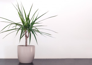 Jak pěstovat dracenu, aby se stala ozdobou vašeho domova: Dracaena marginata naroste do výšky při dodržení několika pravidel