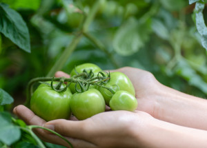 Co se zelenými rajčaty: Mohou dozrát i po sklizni, pokud je uložíte k jablkům