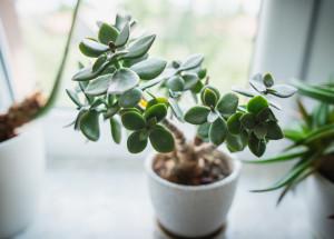 Pěstování tlustice vejčité zvládne i začátečník. Tato pokojová rostlina je indikátorem zdraví a má spoustu léčebných vlastností