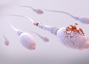 Koronavirus snižuje u mužů plodnost, tvrdí izraelští vědci. Covid-19 podle nich neblaze ovlivňuje produkci spermií a jejich hybnost