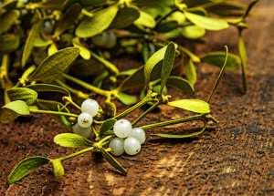 Zavěšené jmelí je symbolem Vánoc. Čím více má bílých bobulek, tím více štěstí vám přinese