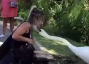 Video, které se stalo hitem internetu: Labuť mladé Britce ukázala, jak si správně nasadit roušku