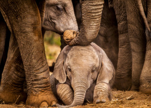 Oklahomská zoo zveřejnila ultrazvuk sloního mláděte. Není nic roztomilejšího