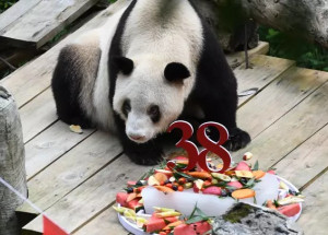 Zemřela nejstarší panda světa. Xin Xing v létě oslavila 38. narozeniny