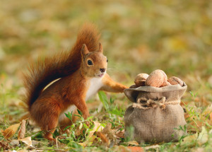 Video s opilou veverkou se stalo hitem internetu. Za její stav mohly zkvašené hrušky