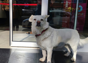 Toto je pravá věrnost: Fenka Bóndžuk čekala týden před nemocnicí, dokud nepropustili jejího pána