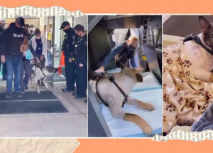 Policejní pes Arlo byl několikrát postřelen. Při propouštění z kliniky na něj čekalo překvapení