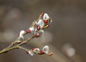 Popeleční středa a její tradice: Končí masopust a začíná 40denní půst před Velikonocemi