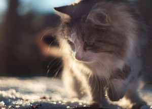 Horoskop na 8. týden (22. 2. 2021 - 28. 2. 2021)