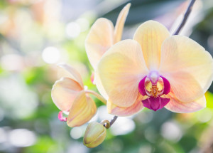 Odkvetla vám orchidej? Vyzkoušejte jednoduchý trik, díky kterému se květy znovu objeví