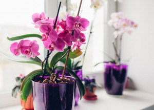 Nejlepší domácí hnojivo na orchideje: Vyzkoušejte rýžovou vodu, banánové slupky nebo brambory