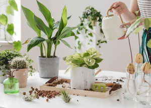 Tip na domácí zálivku, po které vám vaše květiny jen porostou