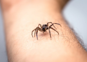 Bojíte se pavouků? Zbavte se své fobie díky jednoduchému triku