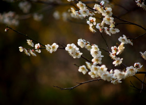 Velký měsíční horoskop na duben 2021 pro každé znamení