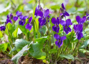 Violka vonná krásně voní i léčí. Přinášíme několik receptů, jak ji využít