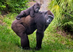 Žena ukázala samici gorily nížinné své 5týdenní miminko. Gorila Kiki z bostonské zoo zareagovala přímo fantasticky