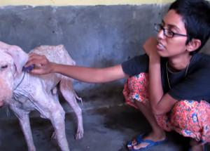 Našli umírajícího psa a zachránili ho. Podívejte se, jaký zázrak se jim povedl