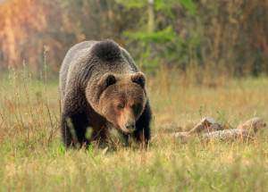 Muže v Nízkých Tatrách skutečně zabil medvěd, potvrdila pitva. Slovenští lesníci varují před dalšími útoky