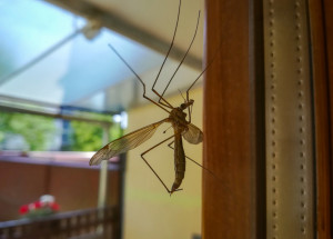Tiplice není komár. Nezabíjejte ji, pokud vletí k vám domů