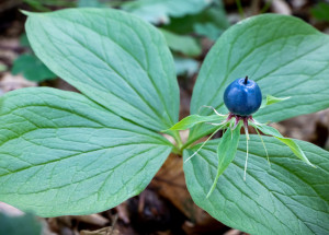 Záměna lesních borůvek se může vymstít. Pozor si dejte na vraní oko čtyřlisté