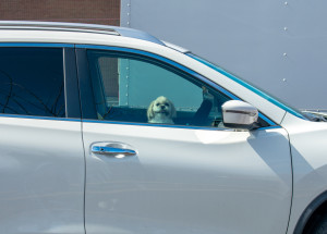 Slovenští policisté zachránili štěňátko uvězněné v rozpáleném autě. Zvíře bylo malátné a nereagovalo na lidský hlas