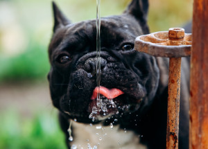 I obyčejná voda dokáže zabít vašeho psa. Na tohle by měl brát zřetel každý majitel