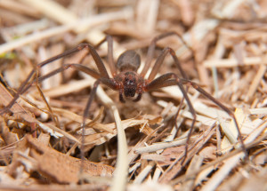 Turistu kousl na Ibize do ruky jedovatý pavouk. 19letému chlapci musí lékaři amputovat nejméně dva prsty