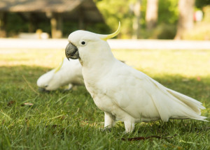 Australští papoušci kakadu se v Sydney naučili otevírat popelnice. Video ukazuje, jak jsou šikovní