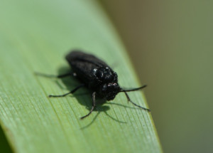 Muchničky: Parazit, který napadá člověka i vašeho domácího mazlíčka