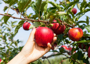 Co dělat v září na zahradě: Sklízet, zastřihovat, rýt i vysévat