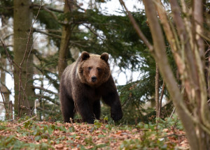Další útok medvěda na Slovensku: 58letou ženu zvíře napadlo přímo v ovocném sadu