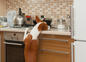 Video ukazuje, jak pes zapálil kuchyň. Jako odstrašující příklad zveřejnili záznam z kamery hasiči Karlovarského kraje