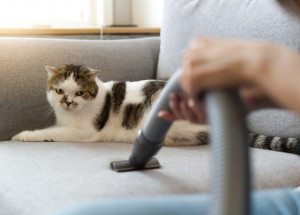 Jak na kočičí chlupy v bytě? Zbavte se jich díky několika trikům