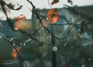 Velký měsíční horoskop na listopad 2021 pro každé znamení